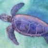 sea turtle by Audrey