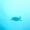 sea turtle1