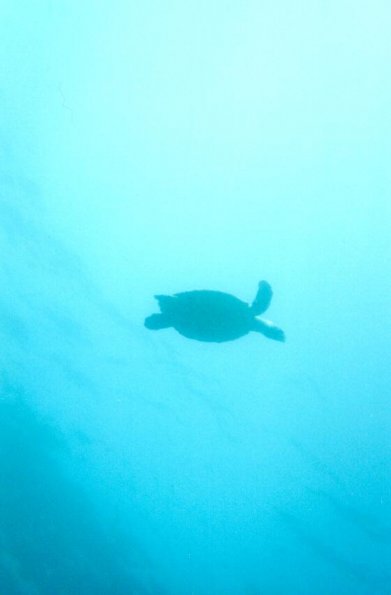 sea turtle1